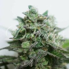 Delimed CBD Plus, Фасовка: 3